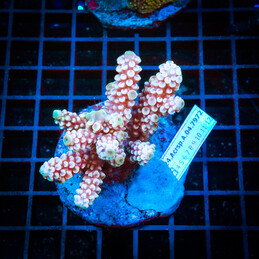 6 Acropora