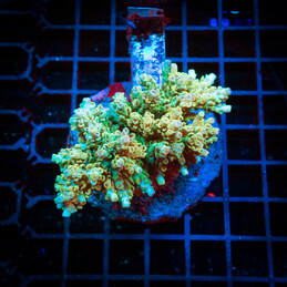 7 Acropora