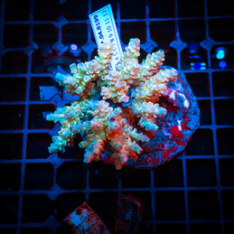 15 Acropora