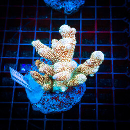 16 Acropora