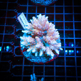 17 Acropora