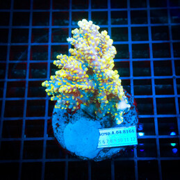 23 Acropora