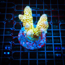 31 Acropora