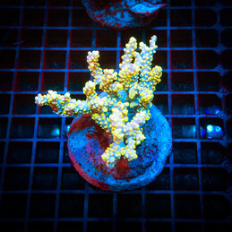 32 Acropora