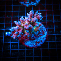 34 Acropora