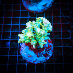 35 Acropora