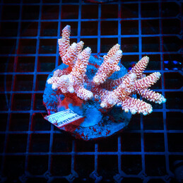 37 Acropora