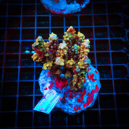 40 Acropora