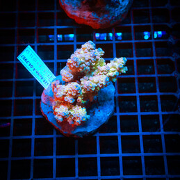 47 Acropora