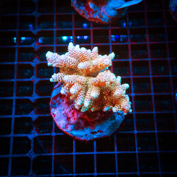 48 Acropora