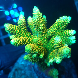 73 Acropora