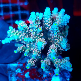 1602 Acropora