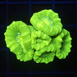 2163 Caulastrea fluo