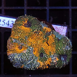 2543 Acanthastrea Echinata