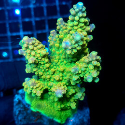 66 Acropora