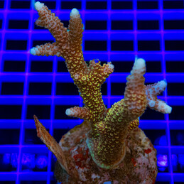 011 Acropora