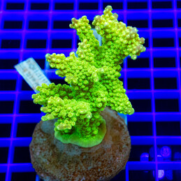 114 Acropora