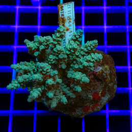 202 Acropora