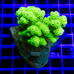 345 Acropora