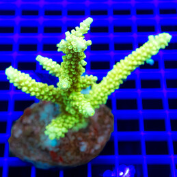 782 Acropora