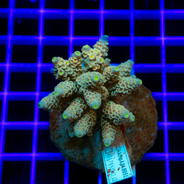 846 Acropora