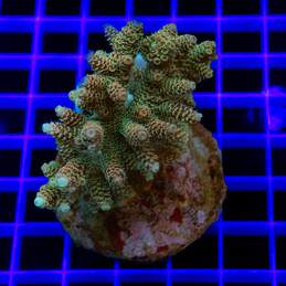 1599 Acropora