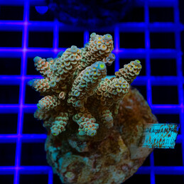 1741 Acropora