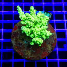 1885 Acropora