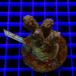 1897 Acropora