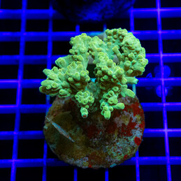 12 Acropora