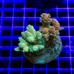 15 Acropora