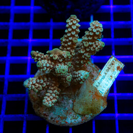 23 Acropora