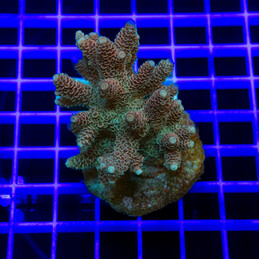 33 Acropora