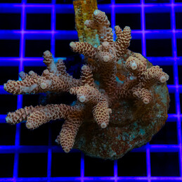 40 Acropora