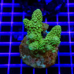 52 Acropora