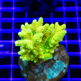 166 Acropora