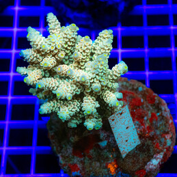 332 Acropora