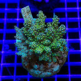 1131 Montipora Hispida