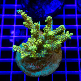 1140 Acropora