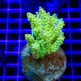 1223 Acropora