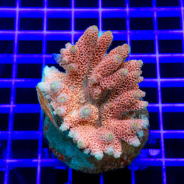 1551 Acropora