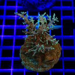 1594 Acropora