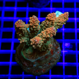 1814 Acropora