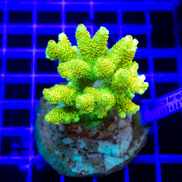 1873 Acropora