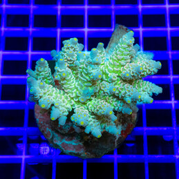 1899 Acropora