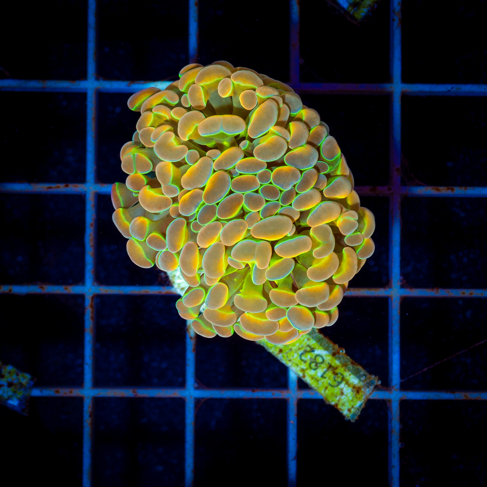 1018 Euphyllia Paraancora aurora gold 2h