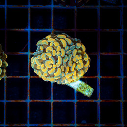 1021Euphyllia Paraancora gold