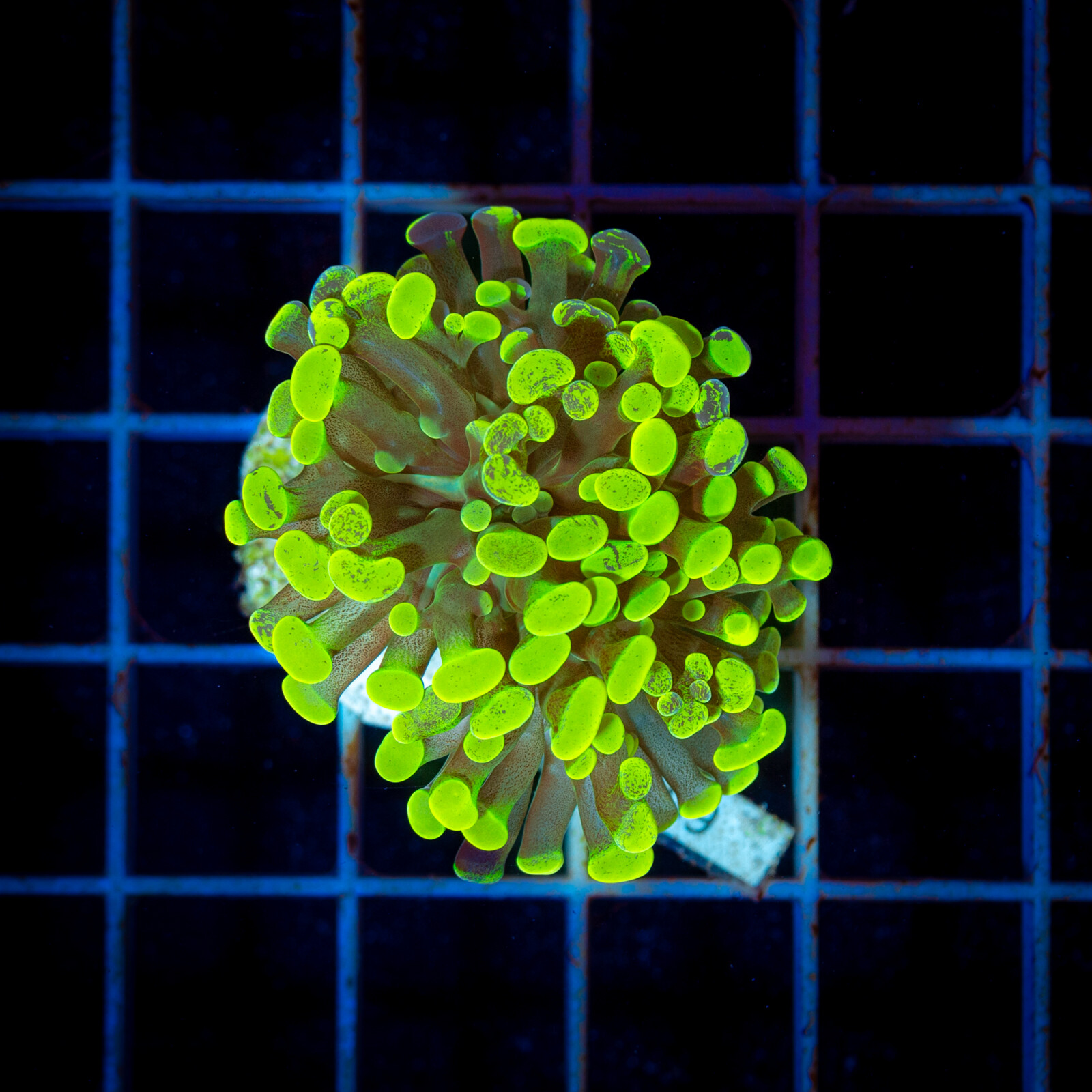 1033 Euphyllia Paraancora toxic green