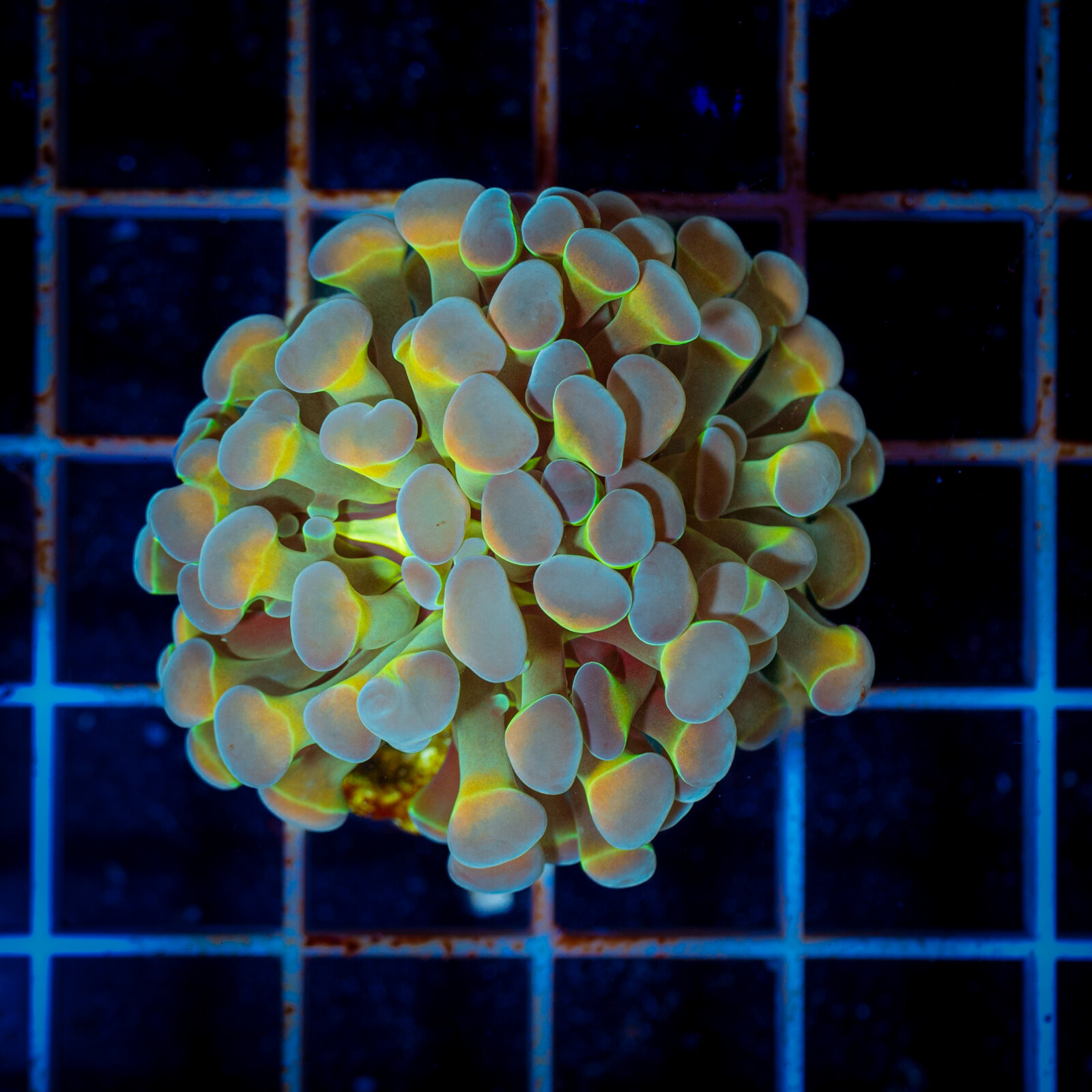 1050 Euphyllia Aurora glow