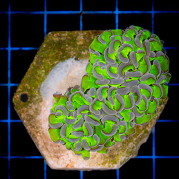 1060 Euphyllia Ancora